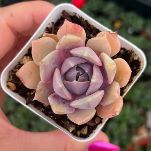 Echeveria Pastel Leon / Rare Korean Succulent